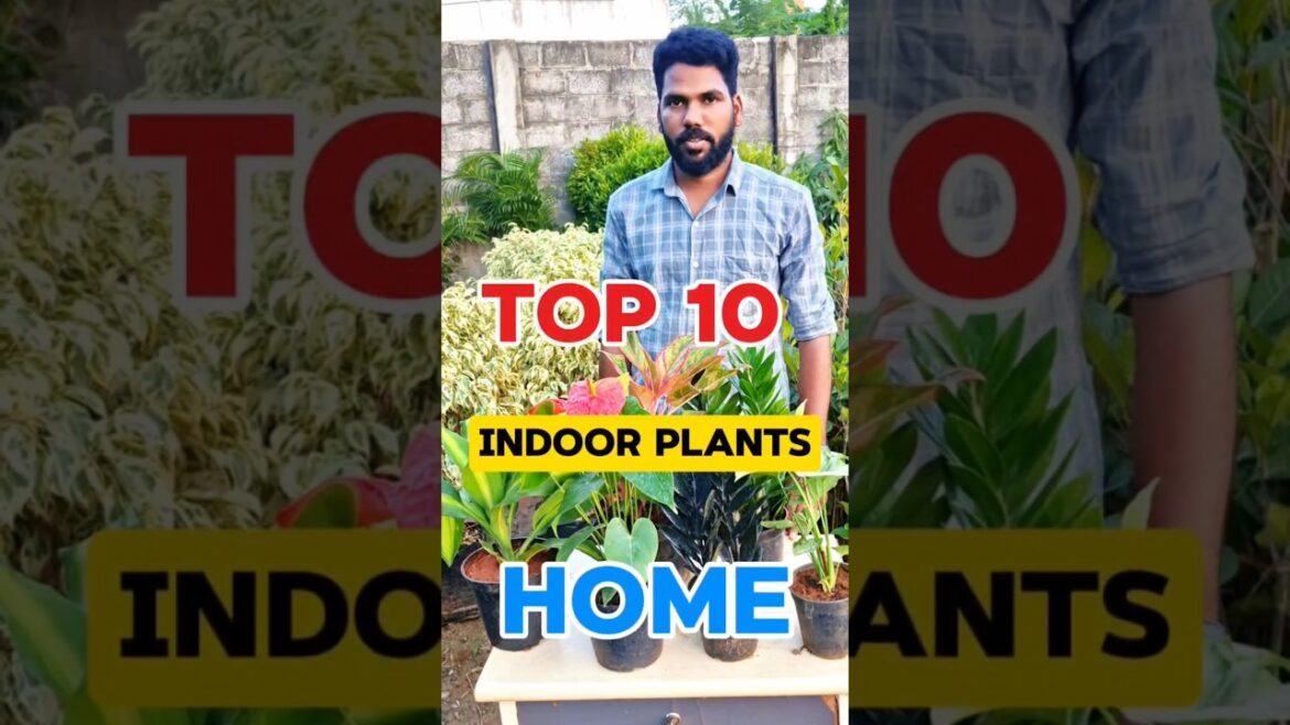 TOP 10 Indoor Plants for Home| Bedroom Plants