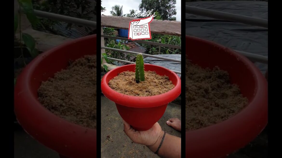 Dragon fruit 🌱experiment result #dragonfruit #plants #shorts #short Dragon fruit 🌱experiment result #dragonfruit #plants #shorts #short