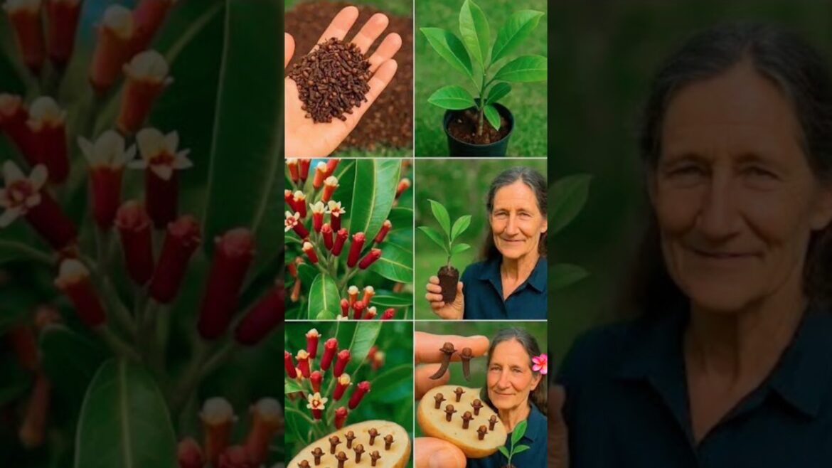 🤩Put Cloves in Potatoes 🥔  and Watch tha Magic(Real Growth)#short#viral₹tranding