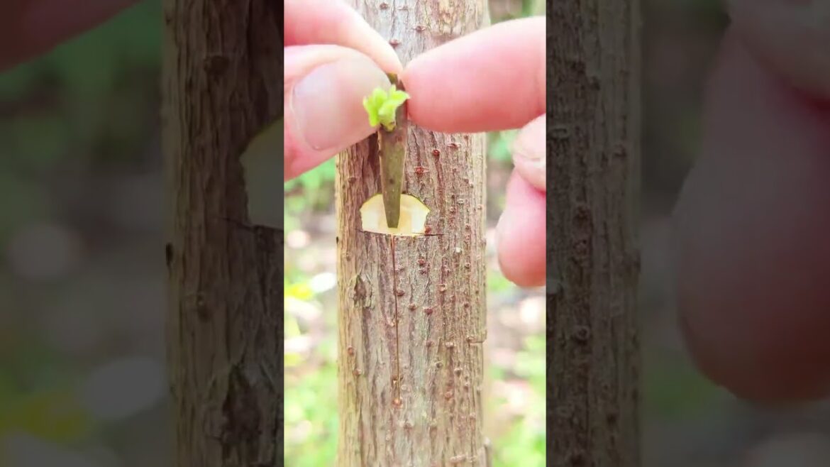 Incredible Tree Grafting Technique 🌿 Gardening Tips #FarmingTips #Shorts #YTShorts #ViralShorts