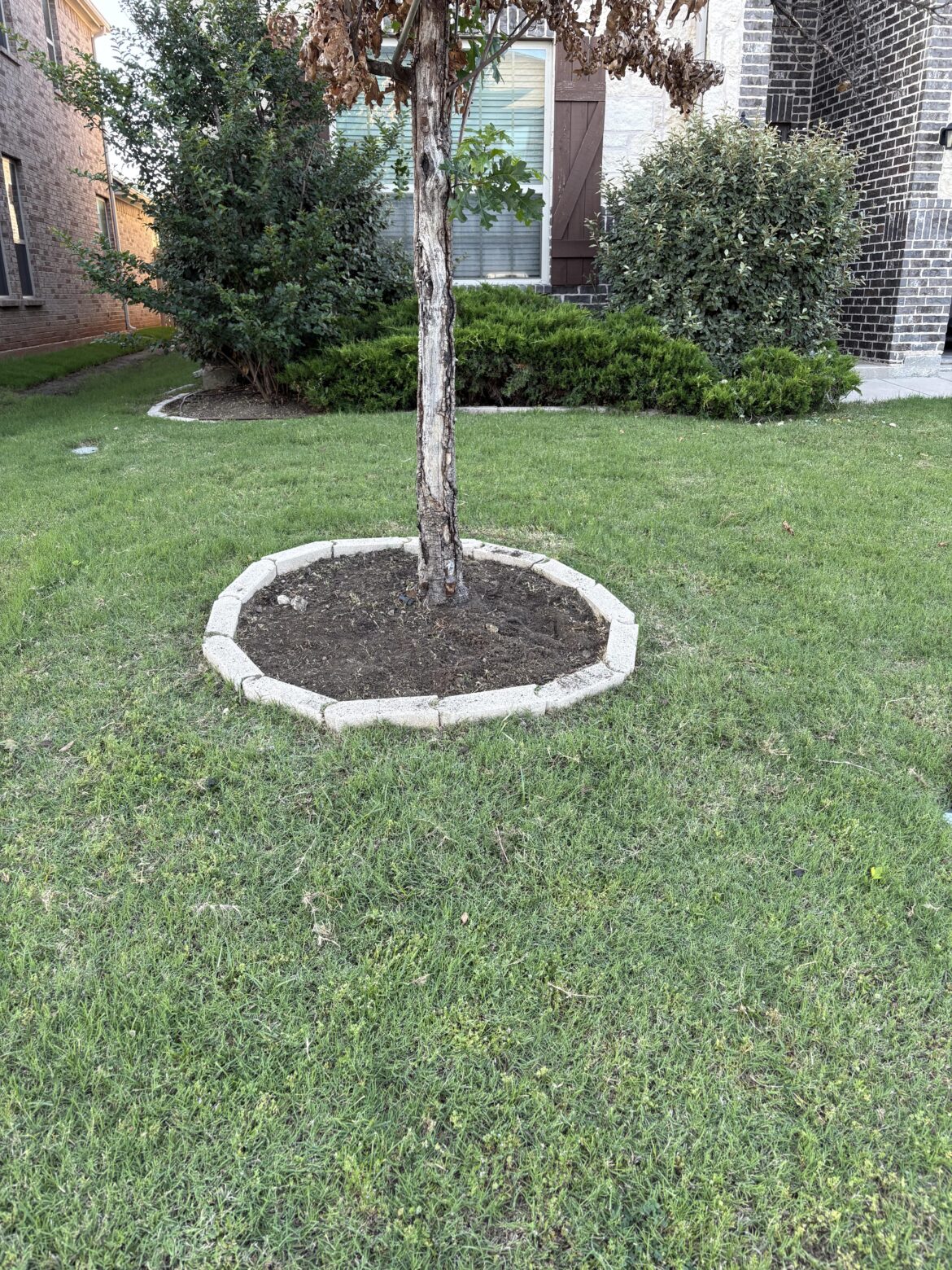 DIY tree removal