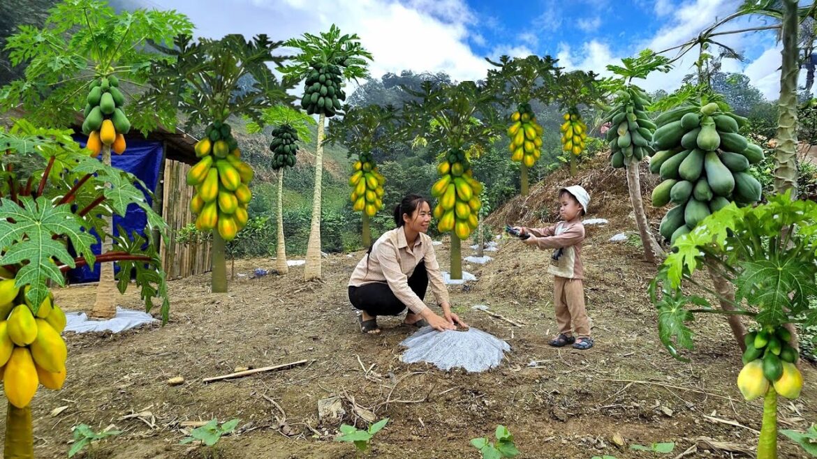 To realize her future plans, single mother Xiao Ca began expanding her papaya garden.