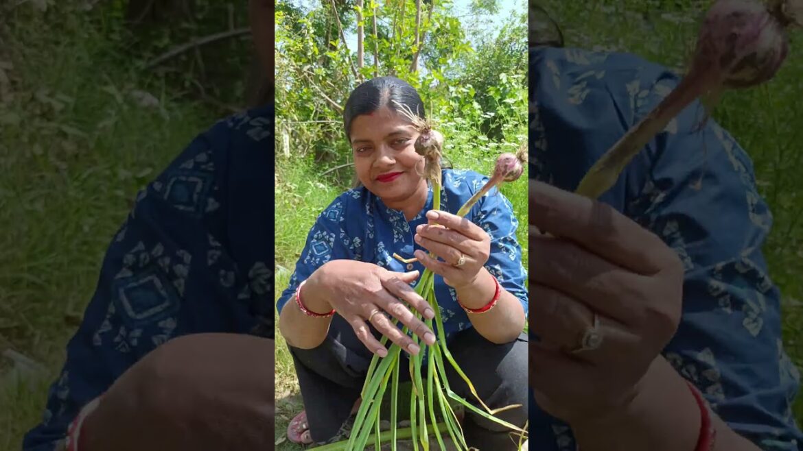 चिलचिलाती धूप में ही हार्वेस्टिंगकरने आ गई #harvesting #shorts #gardendesign #minivlogs