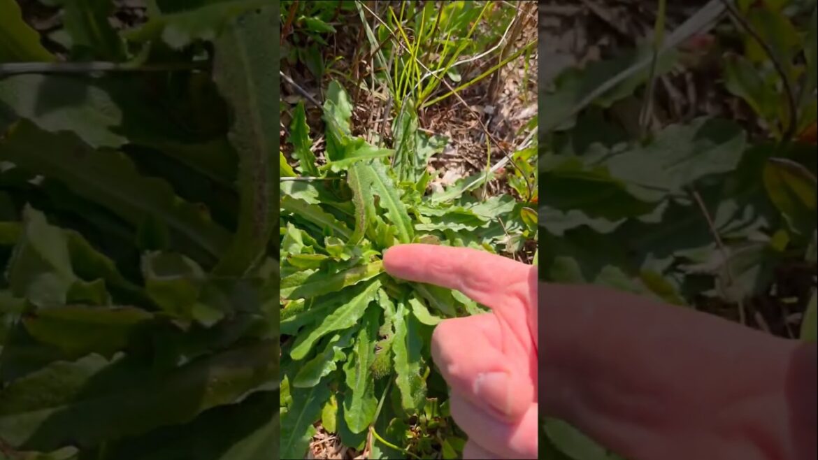 Foraging: Cat’s Ear (Not Dandelions) #survival Foraging: Cat's Ear (Not Dandelions) #survival