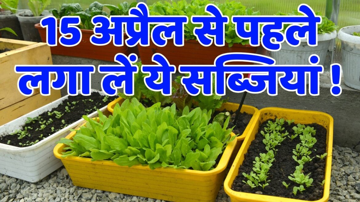 होम गार्डन में अप्रैल में कौन सी सब्जी लगाएं | April Me Kaun Si Sabji Lagaye Home Garden Me होम गार्डन में अप्रैल में कौन सी सब्जी लगाएं | April Me Kaun Si Sabji Lagaye Home Garden Me