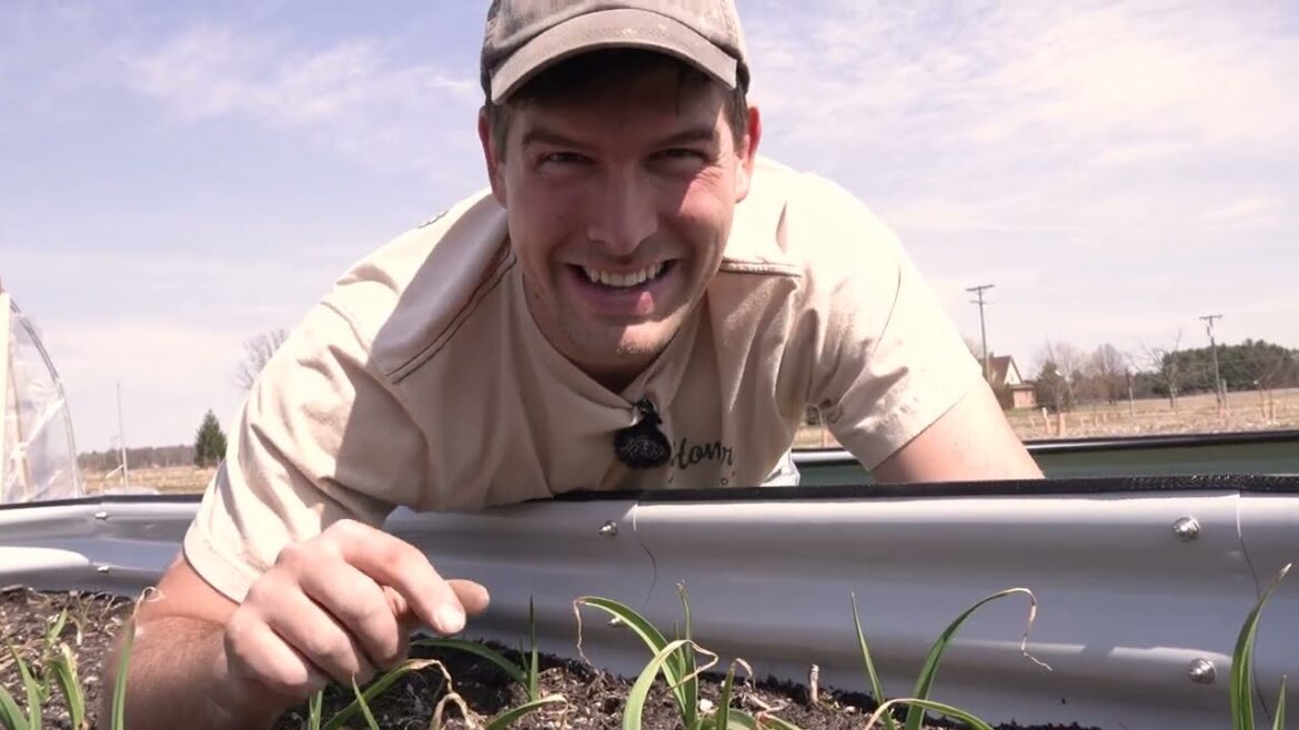 Critical Spring To-dos Right NOW to Ensure HUGE Garlic Yields!