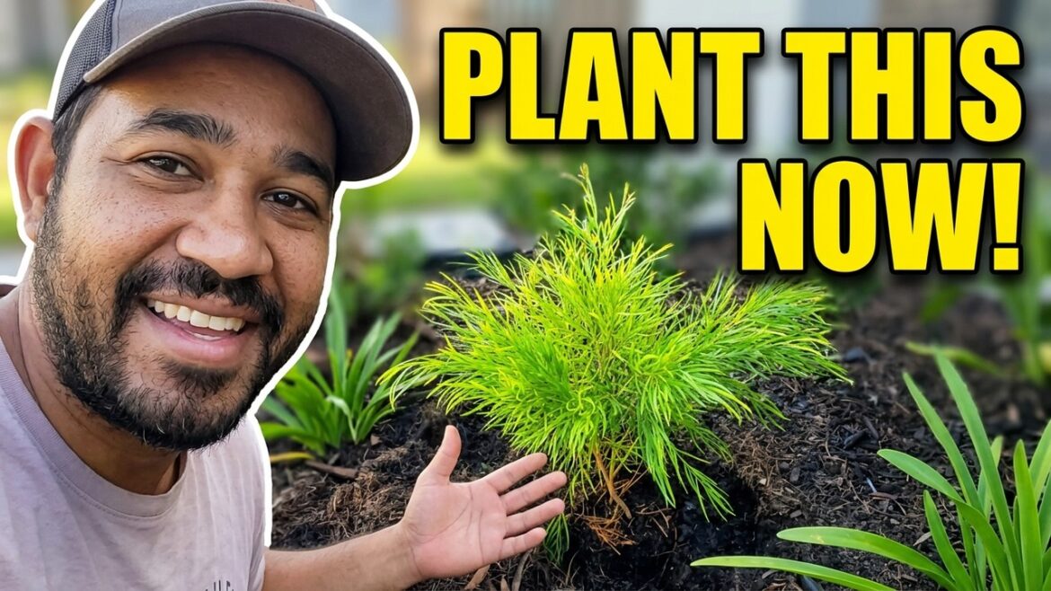 Here's Why Everyone's Planting Mini Cog Now #frontyarddesign #frontyardgardenupdate #frontyard
