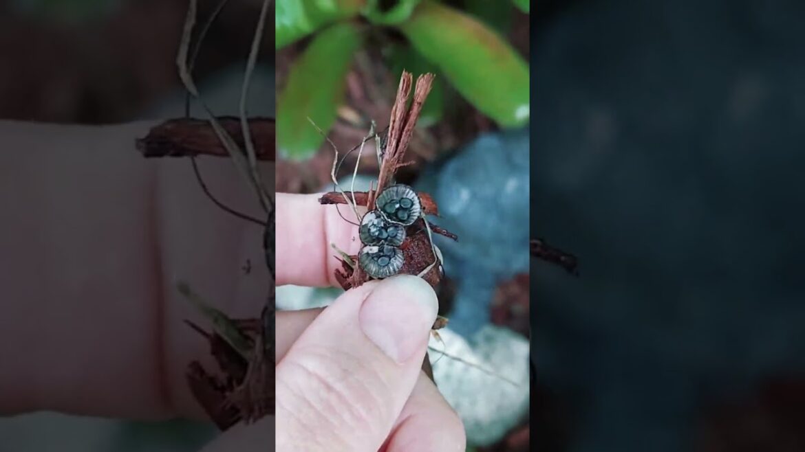 Is this mushroom poisonous? Is it edible?