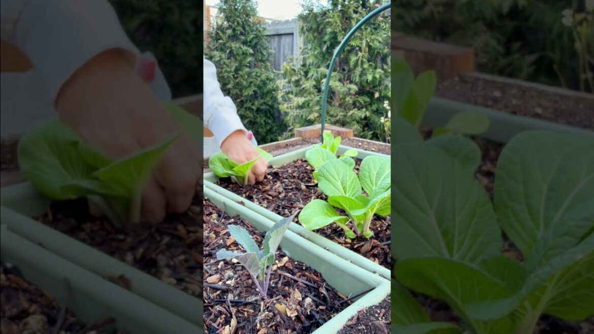 March 30 Vegetable Garden Morning Check-In