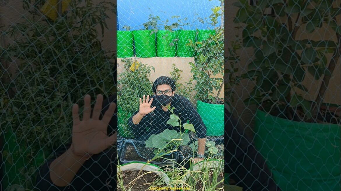 Aaj kisko latkaya💀 #gardening #minivlog #ytshorts