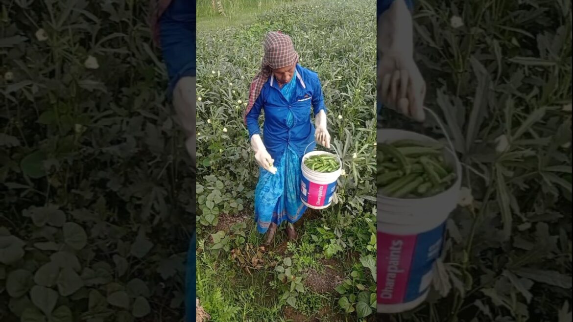 Massive Okra Harvest – किसान की मेहनत 🌱 #shorts Massive Okra Harvest – किसान की मेहनत 🌱 #shorts