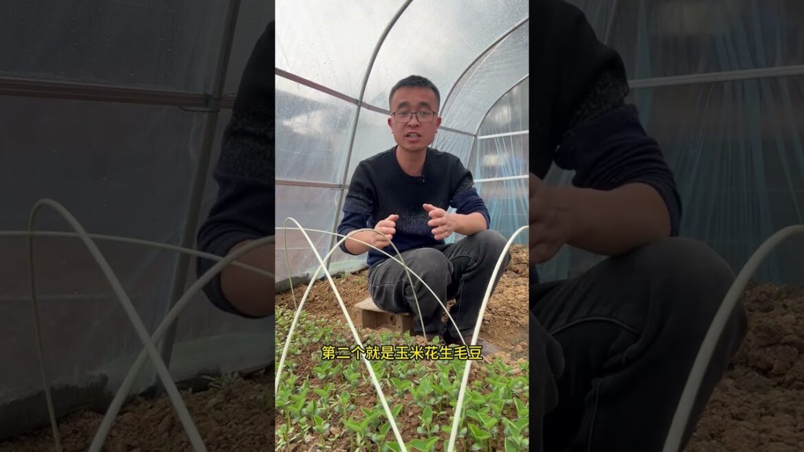Mastering Spring Vegetable Gardening: Optimal Temperatures Unveiled