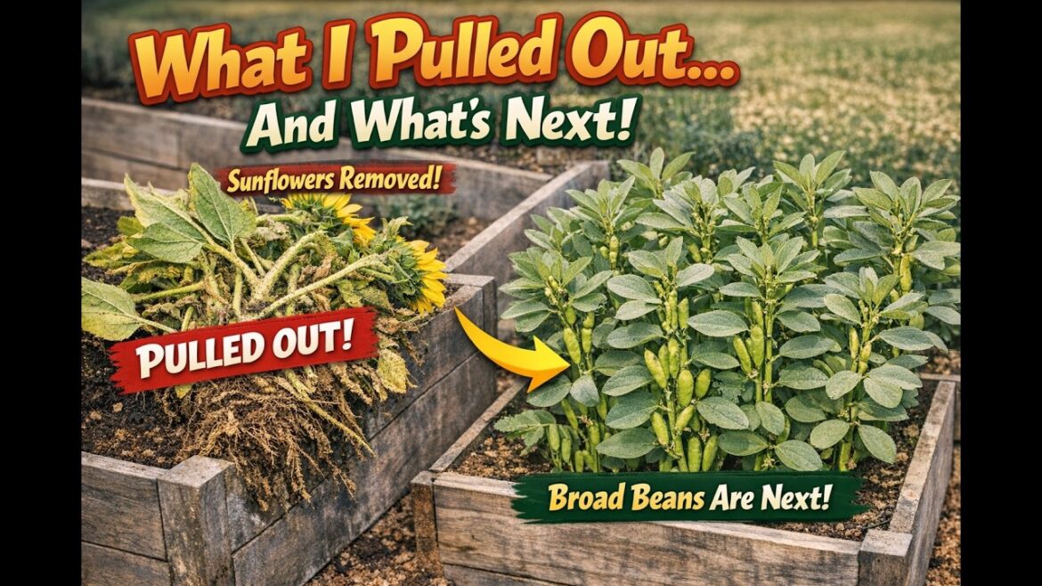 Sid’s Garden Weekly Progress, New Plantings & Plans for the Beds