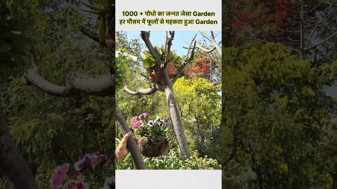 1000 + पोधो का जन्नत जेसा Garden हर मौसम में फूलों से महकता हुआ Garden