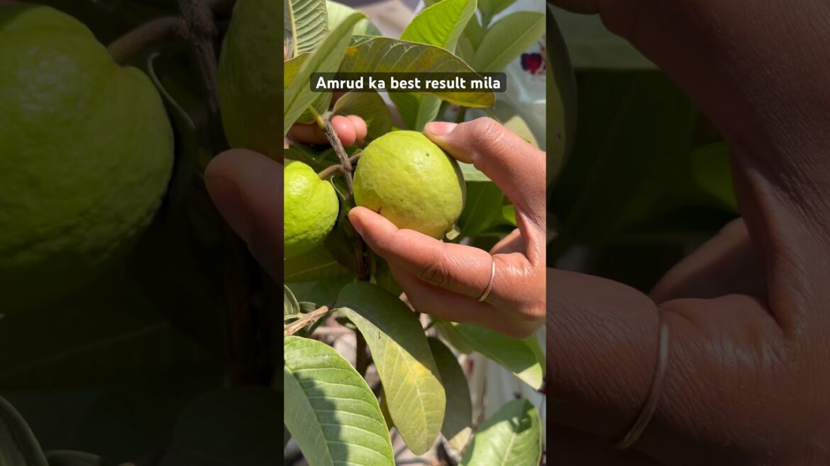 Amrud milna shuru ho geya #guava #garden #fruit #plants #gardening #shorts@OrganicGardening1918 Amrud milna shuru ho geya #guava #garden #fruit #plants #gardening #shorts@OrganicGardening1918