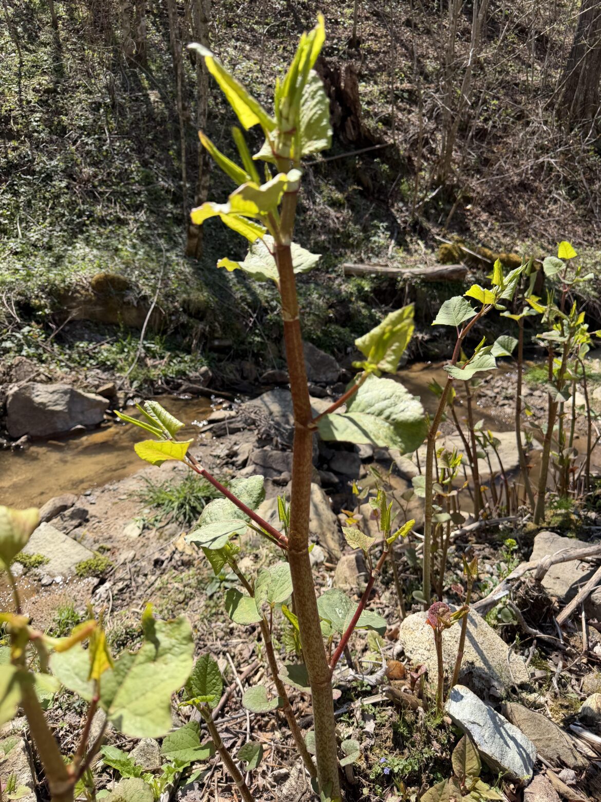 Tips for getting rid of knotweed?