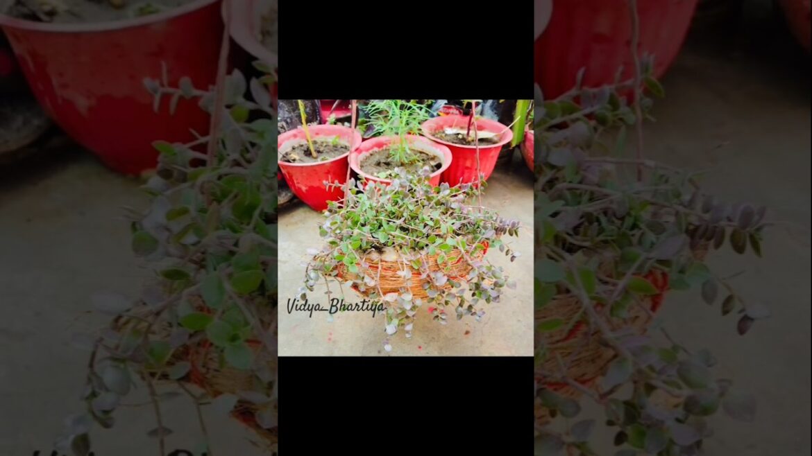 DIY Coconut Planter|Garden Decor| #gardening #gardeningtips