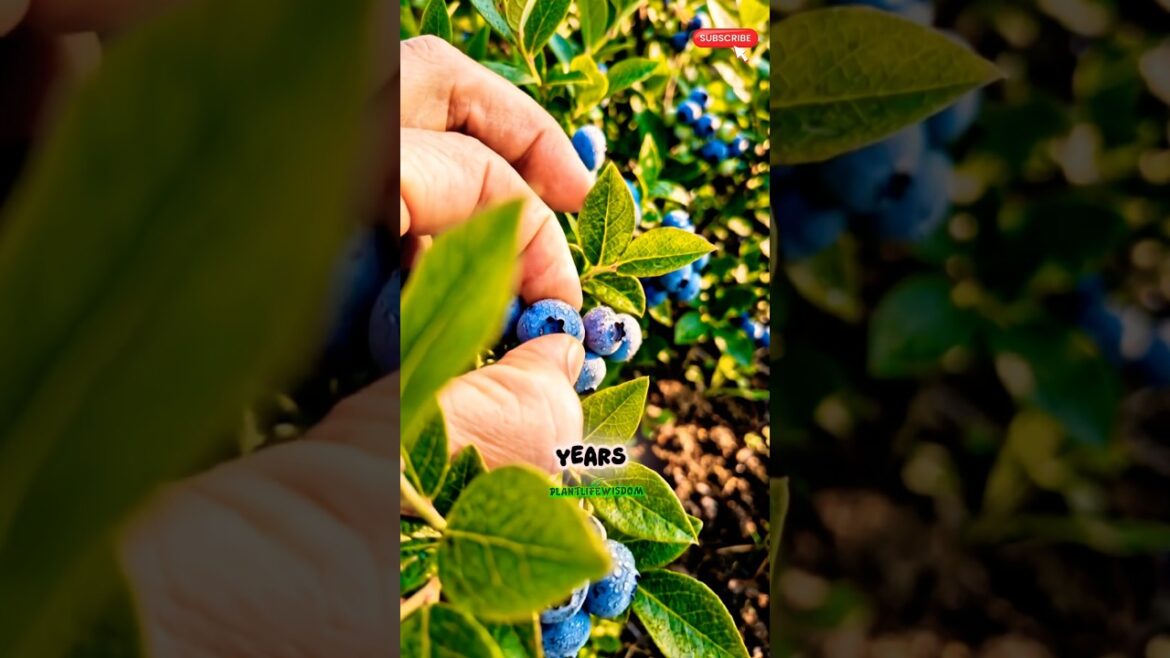 One Bush = YEARS Of Berries! 🍇