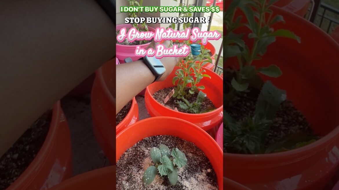 I Stopped Buying Sugar… I Grow It at Home in a BUCKET 🪣 (Stevia Plant)