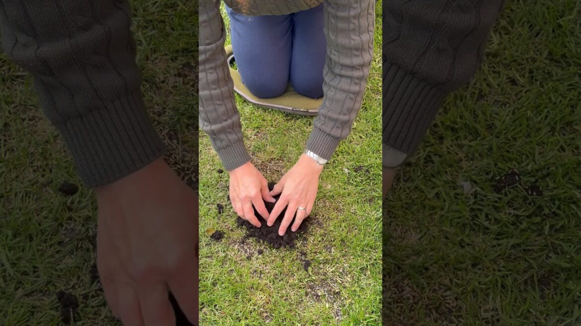 Simple Lawn Patch Repair