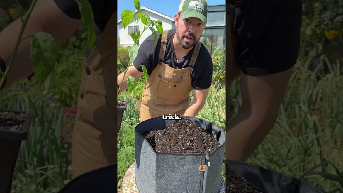 Here’s how to make transplanting easy...