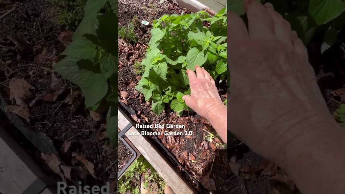 Herb Raised Bed Review 🌱 #gardening #growingherbs