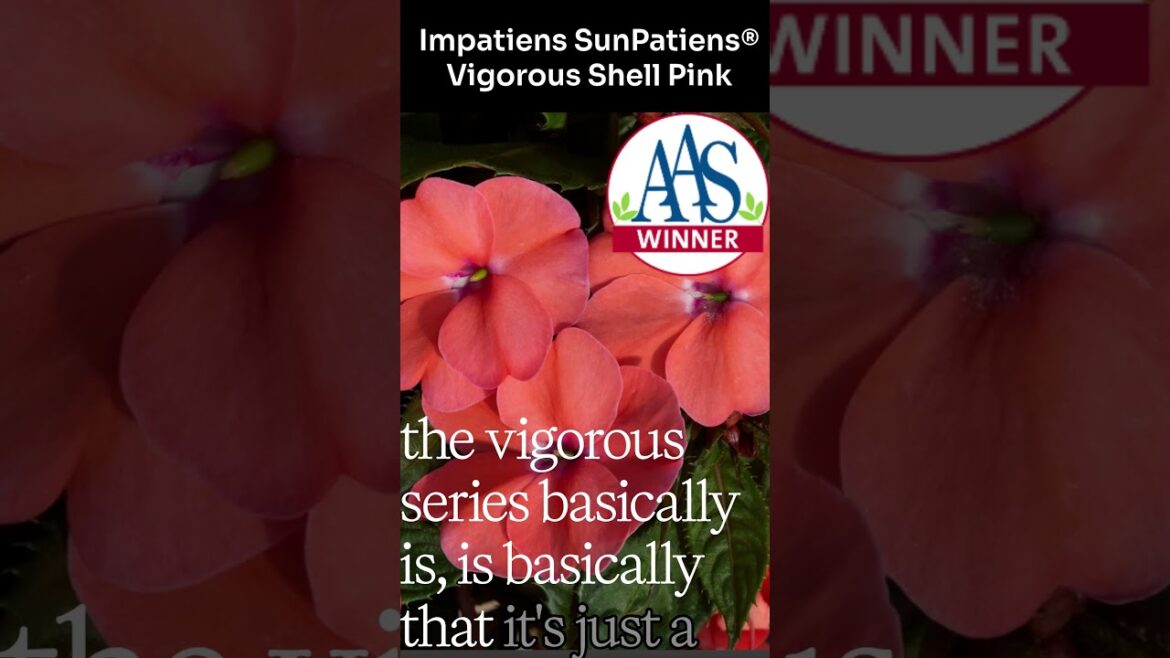 The Vigourous Impatiens That Won’t Quit in Heat #garden #aaswinner #impatient #gardening