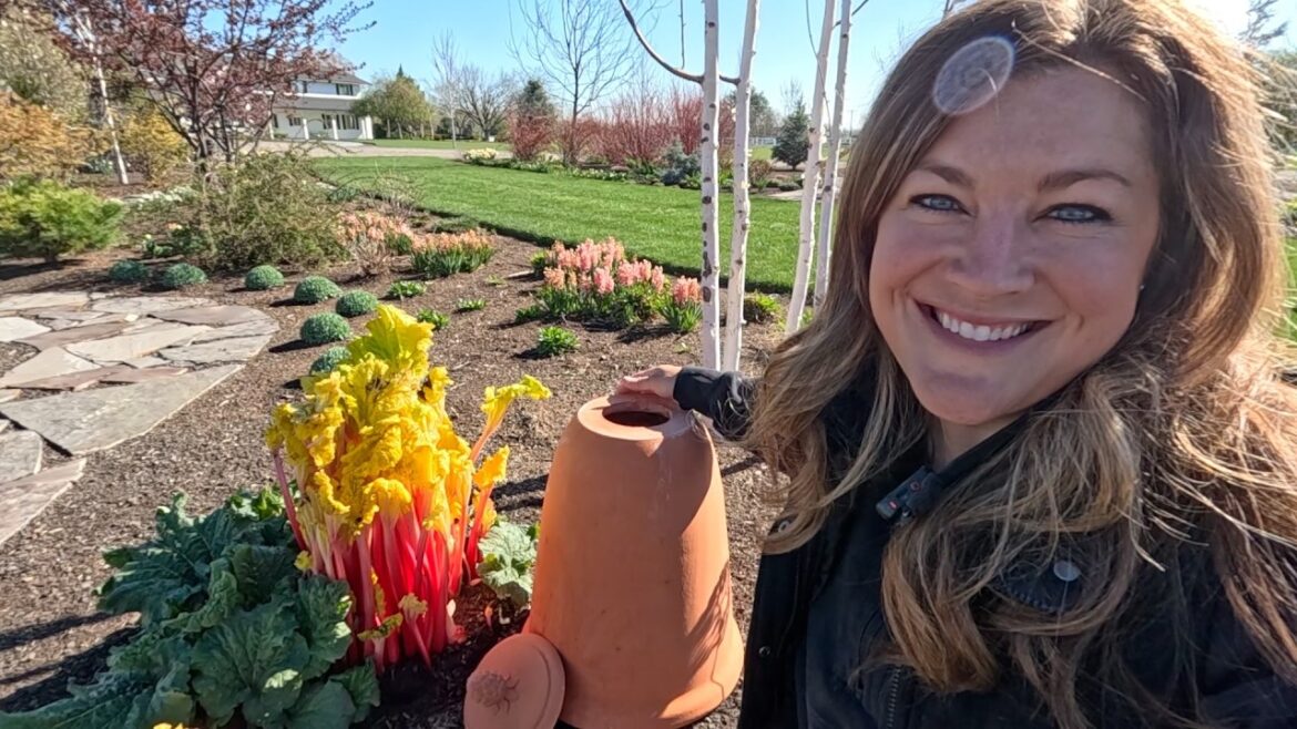 Garden Answer: Planting 9 Big Evergreen Trees & Revealing Our Forced Rhubarb + Strawberry-Rhubarb Crisp! 🌲🌿🥧 Planting 9 Big Evergreen Trees & Revealing Our Forced Rhubarb + Strawberry-Rhubarb Crisp! 🌲🌿🥧