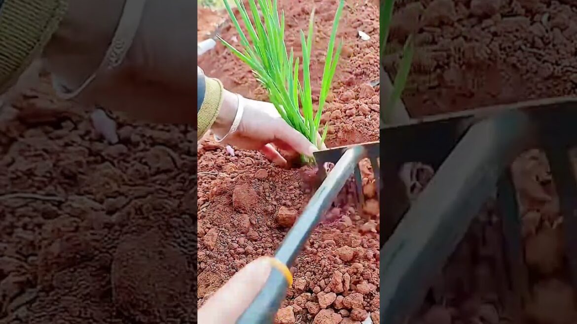cool techniques for planting onion seeds #shorts cool techniques for planting onion seeds #shorts