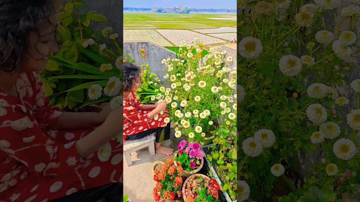 চেরি গোল্ড গাছে কত ফুল ধরেছে #garden #gardening #flowers #nursery #UpdateGardening #chadbagan