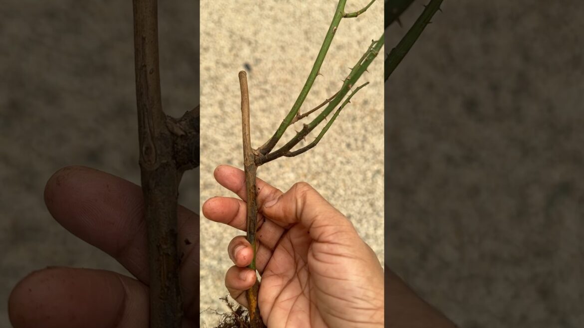 ROSE ചെടി ഉണങ്ങി വരുന്നുണ്ടോ #rose #rosé #roseplantgrowingtips #rosecaring#gardener