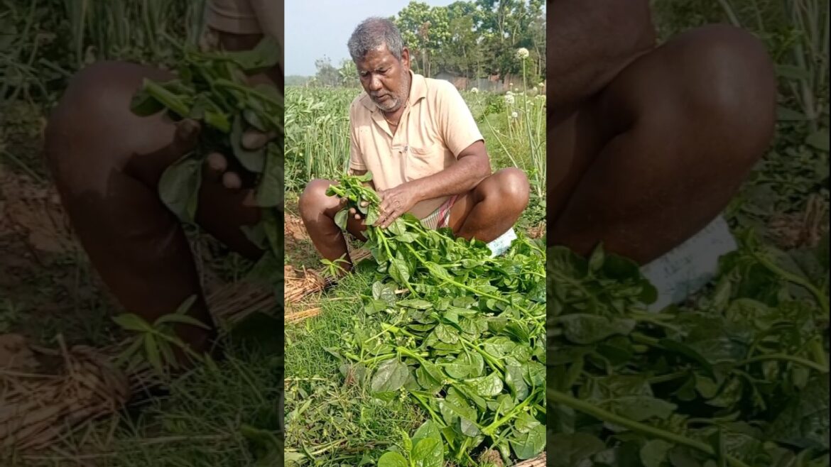 Satisfying Pui Shak (Malabar Spinach) Harvest #shorts Satisfying Pui Shak (Malabar Spinach) Harvest #shorts