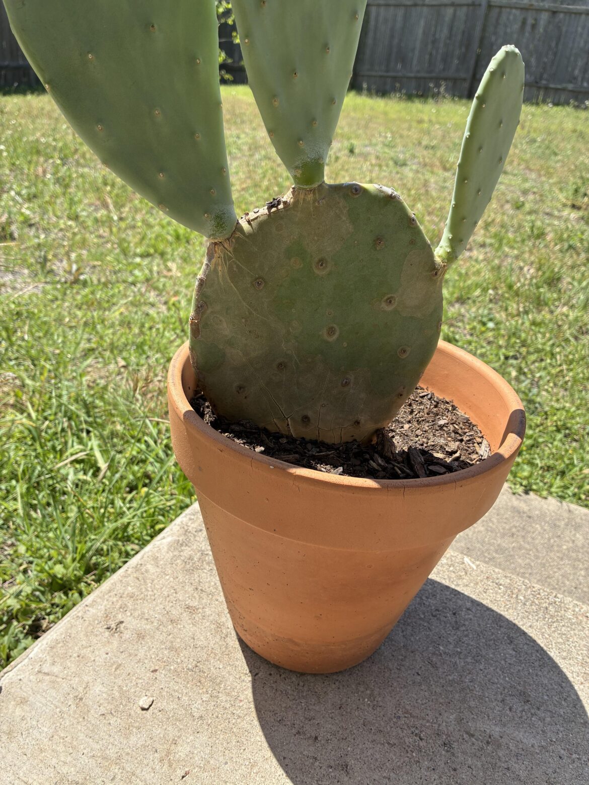 Root rot?