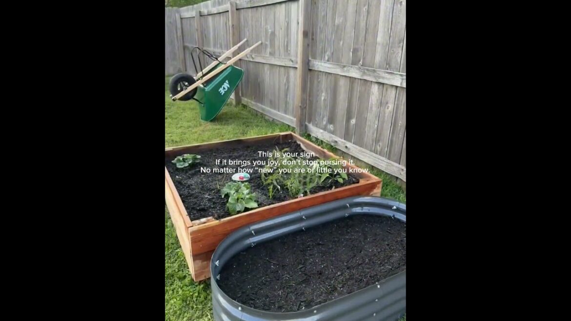 Beginner gardener here 👋🏼☀️ #backyardgarden #gardendesign #gardenideas #gardening
