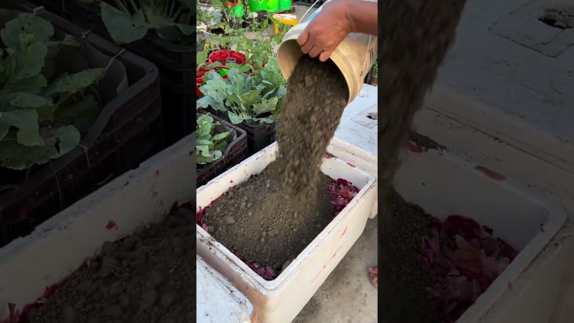 Preparation of compost soil in garden trays from kitchen waste for planting vegetables #eggplant