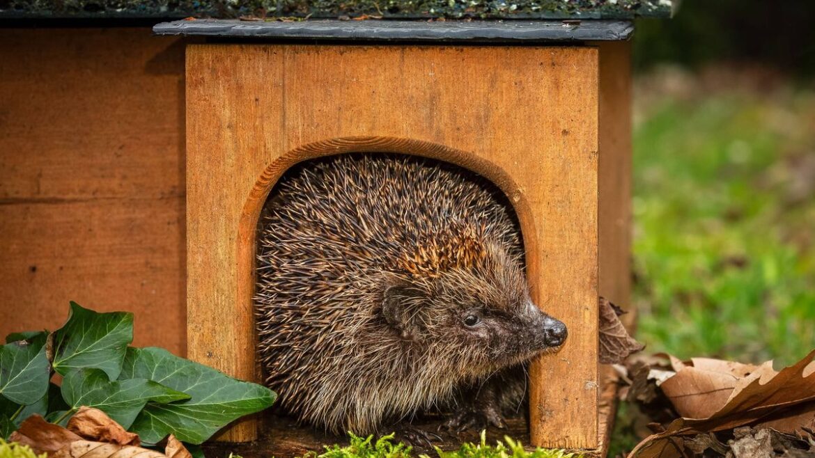 Attract hedgehogs to your garden with one key task this month Daily Mirror