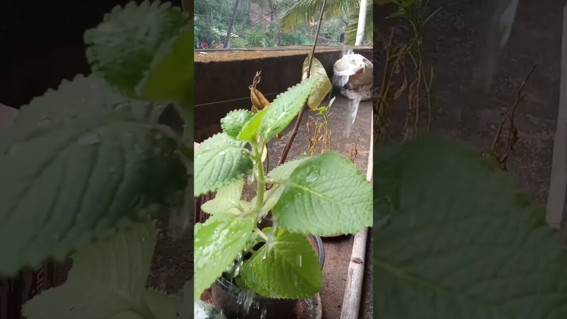 #shorts #gardening #support #garden #youtubeshorts #viral #shorts #gardening #support #garden #youtubeshorts #viral