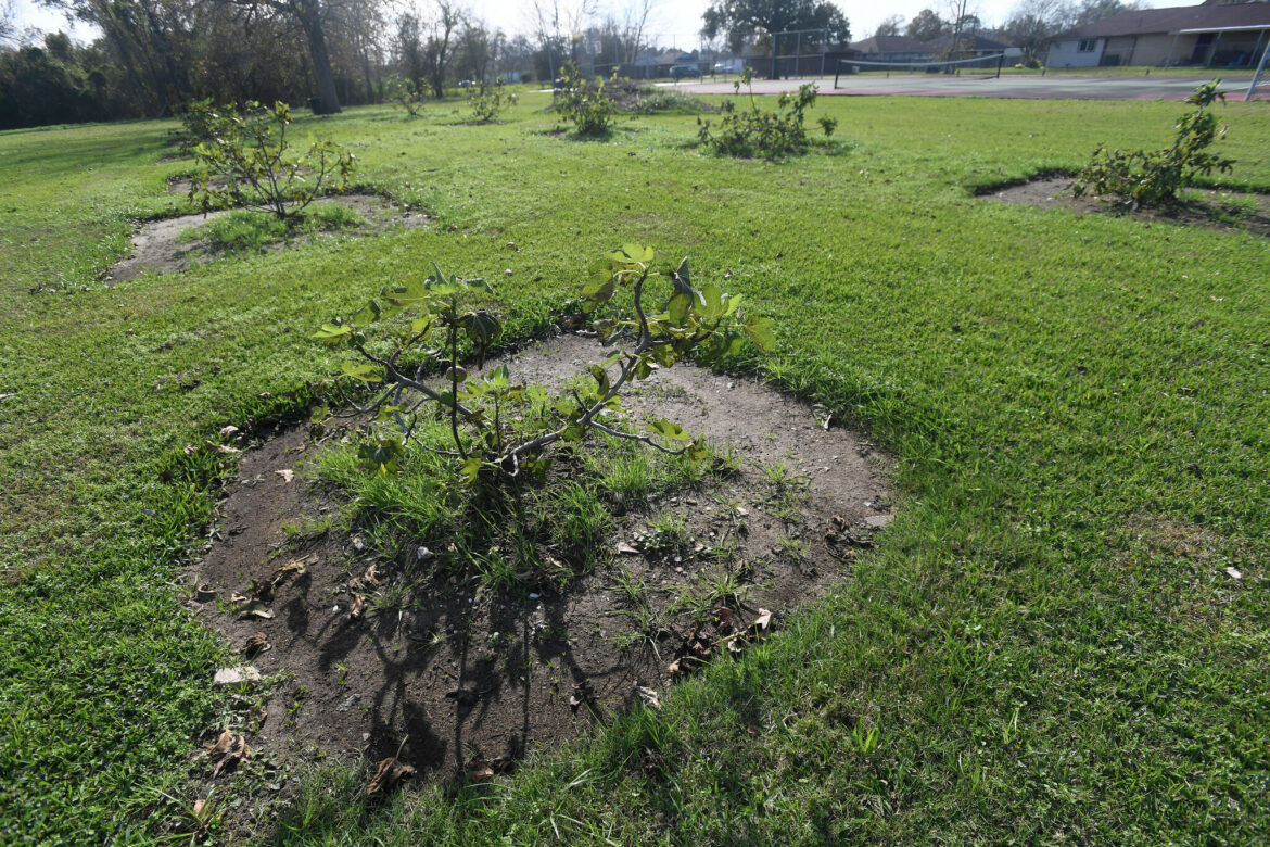New community garden coming to Charlton Pollard after council approval The dozen fig trees planted last year at Charlton-Pollard Park are weathering the winter cold and already bearing fruit. Photo made Tuesday, Jan. 7, 2025 Kim Brent/Beaumont Enterprise