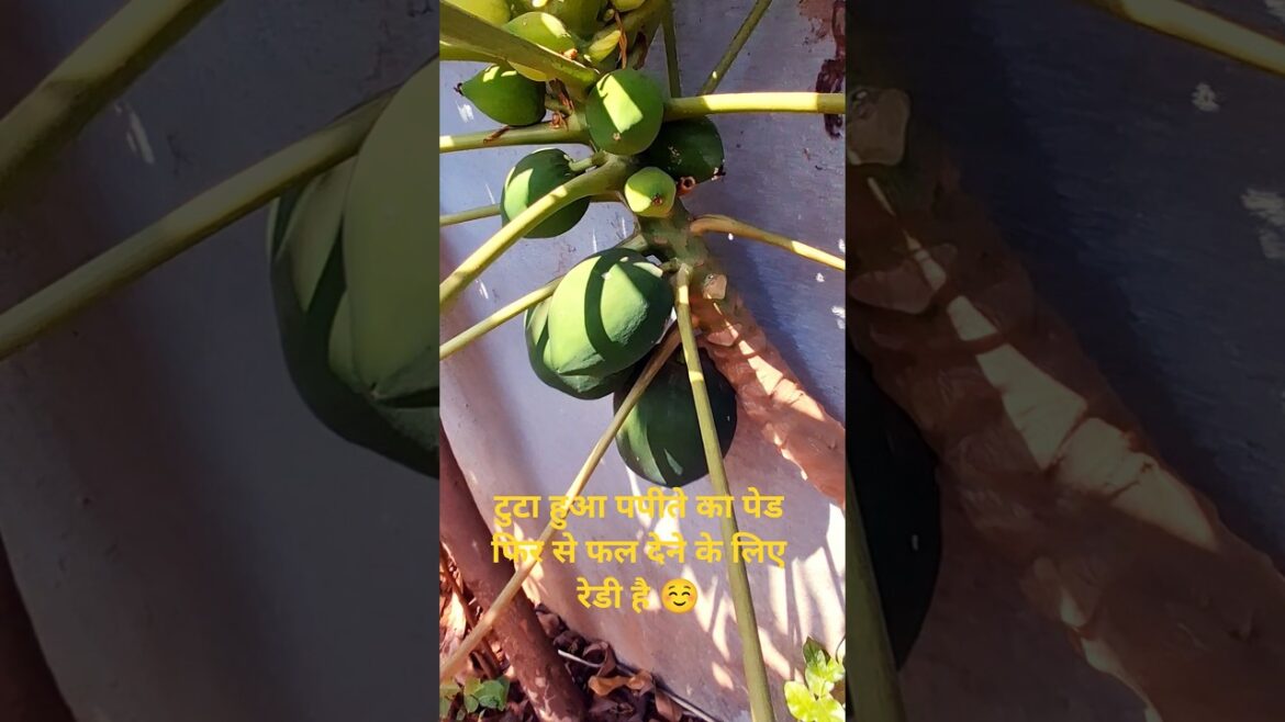 Regrowth papaya tree #shortsfeed #gardening #plants #nature #fruit #organic #papaya Regrowth papaya tree #shortsfeed #gardening #plants #nature #fruit #organic #papaya