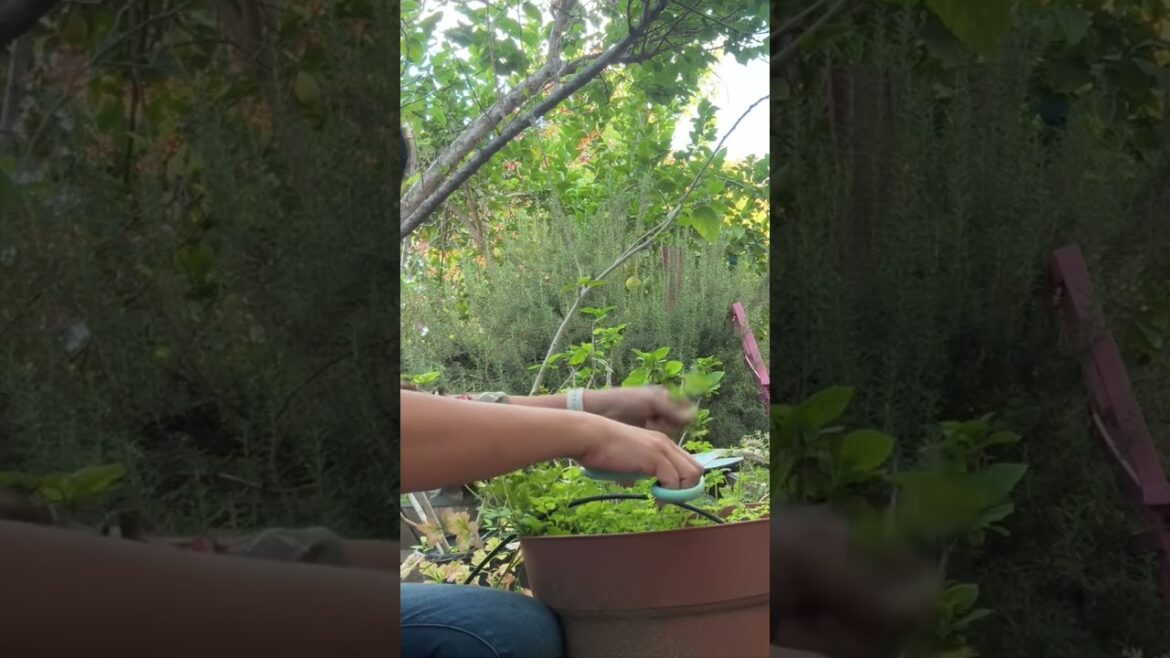 Living in Los Angeles | Garden to Table | Growing Herbs 🌿 #shorts #gardentotable #growingfood