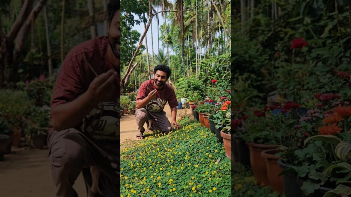 #pintopeanut മിഷൺ സസ്ക്കസ്.....#shorts #farming #vegetables #malayalam #gardening