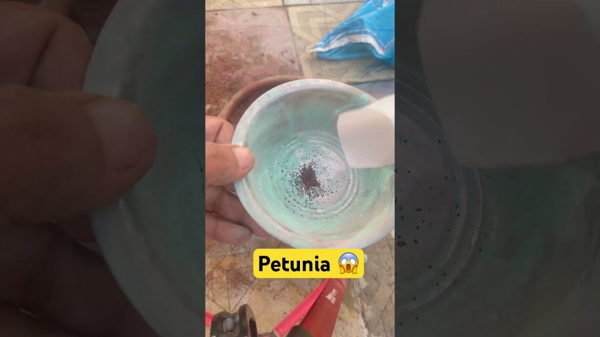 Petunia 😱Winter flower seeds |#gardening #flowers #seeds #petunia