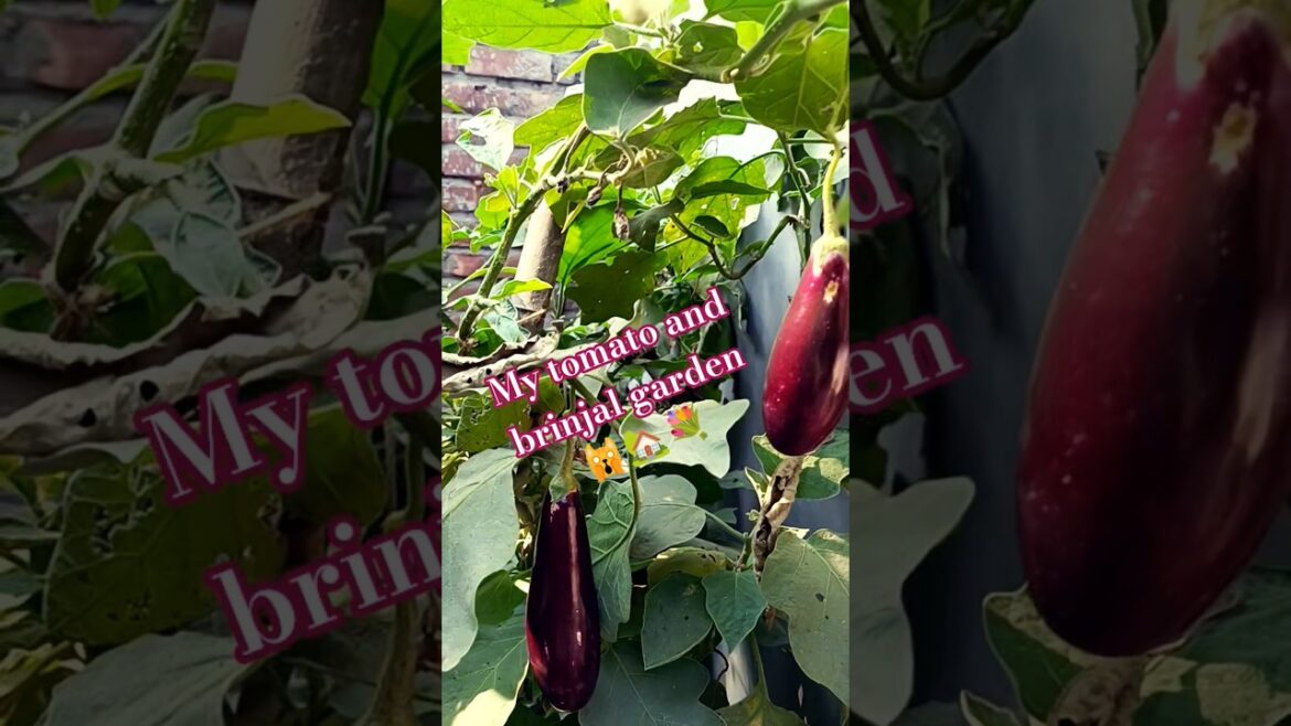 My tomato and brinjal garden 🙀🏡🌹🙏🏻 #song #trends #gardening #song #viral