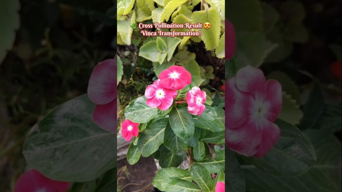 Cross Pollination Result 😍#trending#shorts#short#viralvideo#viral#youtubeshort#viralshorts#video#fyp
