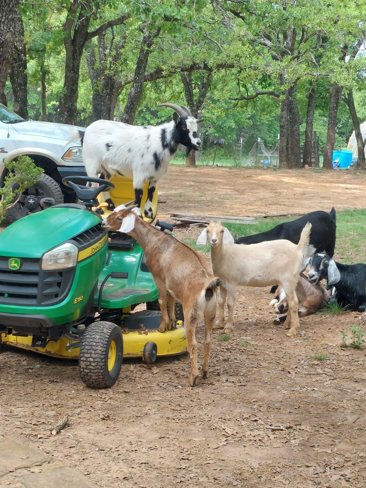 The lawnmowers are fighting