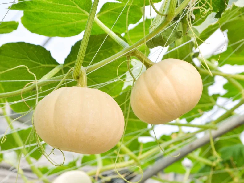Winter Squash 'Butter Lamp' A close-up of 2 'Butter Lamp' squashes on a vine