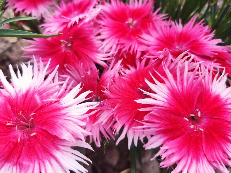 Dianthus Supra Cherry Picotee A close-up of Dianthus Supra Cherry Picotee flowers