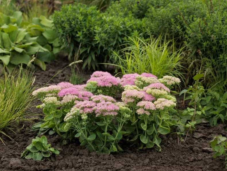 Sedum 'Spectacular' Sedum 'Spectacular' flowering in a garden