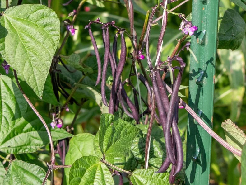 Bean Pole 'Majesty' Bean pole 'Majestry' growing on a vine