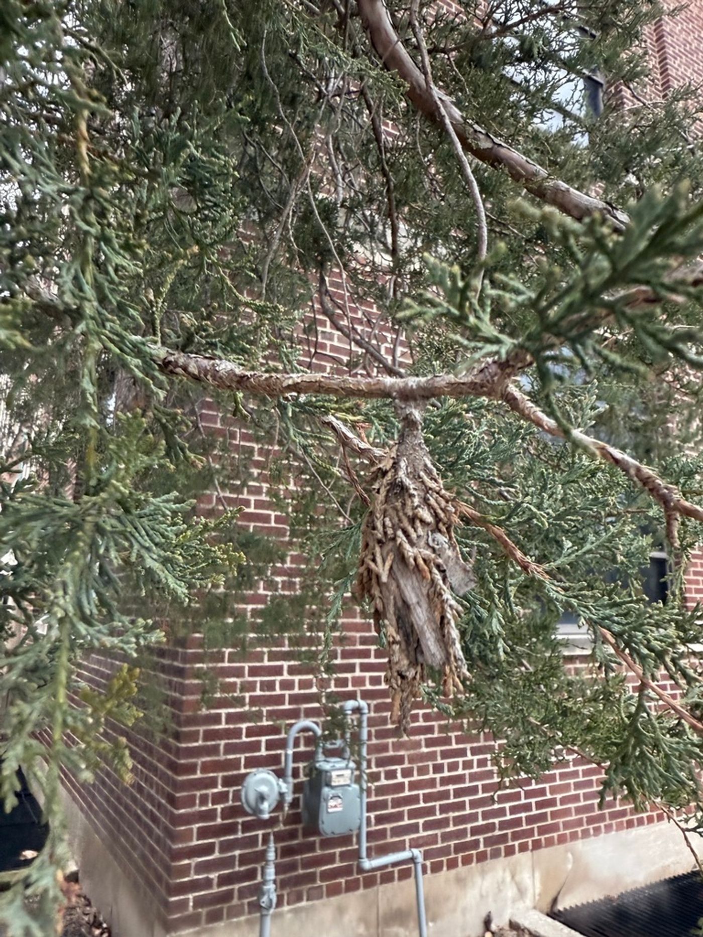 bagworm moths